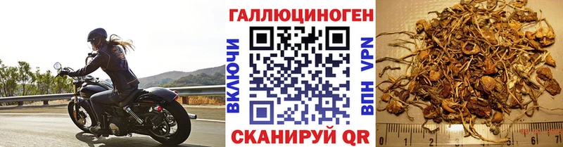 Псилоцибиновые грибы Cubensis  Купить  Заозёрный 